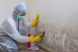 Best Mold Remediation for Healthcare Facilities  in Waite Park, MN